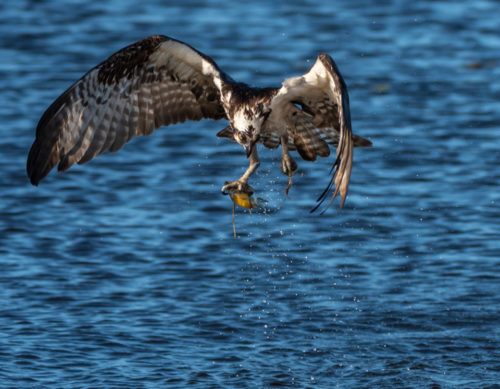 Third Time's a Charm Osprey catching fish at Lake Apopka Wildlife Drive