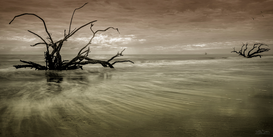 Jekyll Island's Driftwood Beach Photography Tips